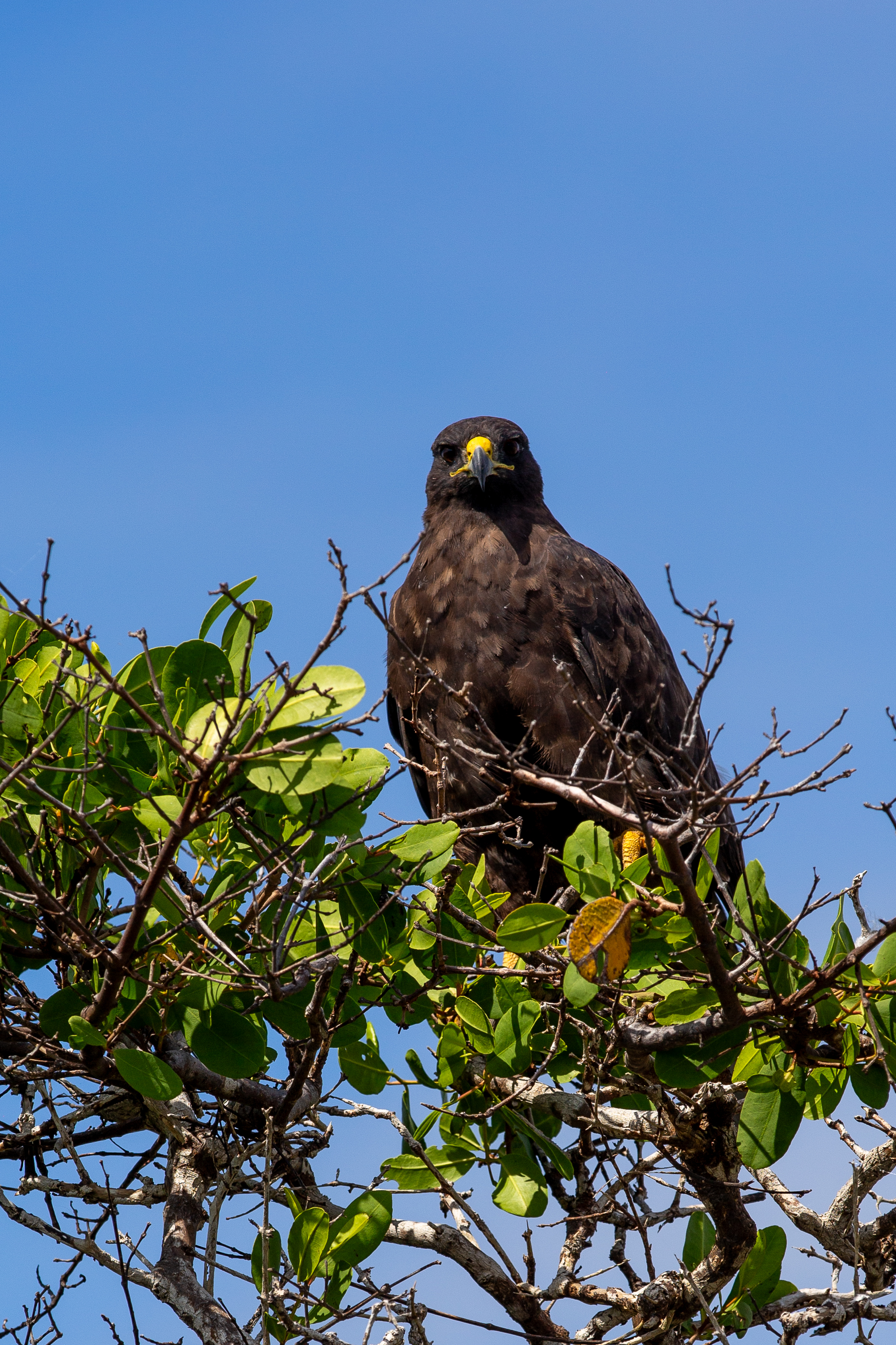Galapagos hawk facing the camera from a leafy branch
